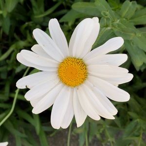 Meet your Posher, Tram